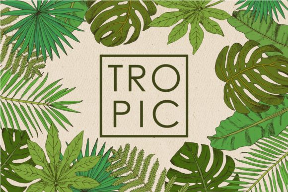 Download Tropic. Palm Collection - Collection Collection